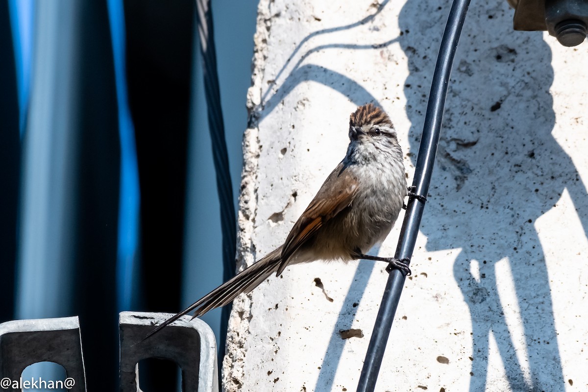 Plain-mantled Tit-Spinetail - ML172002811