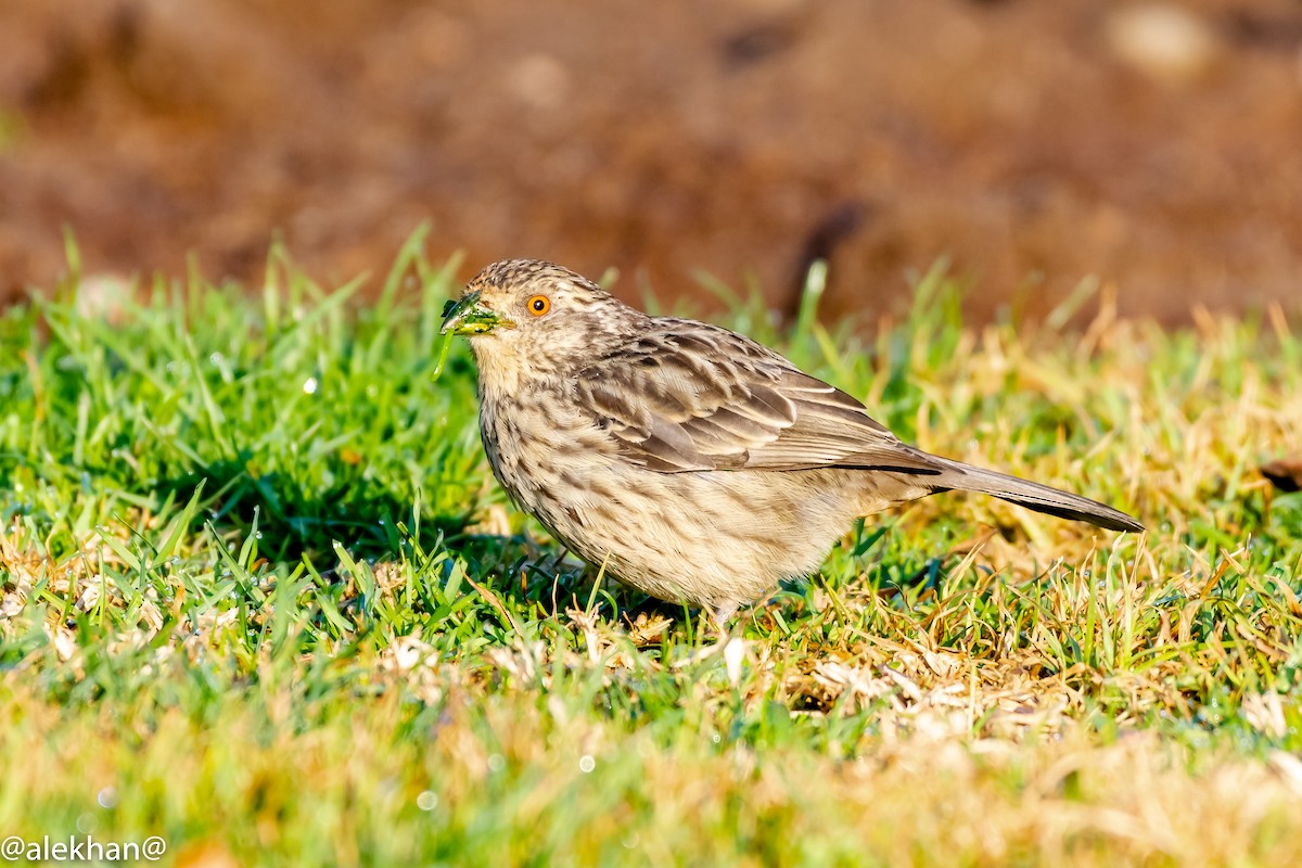 Rufous-tailed Plantcutter - ML172003161