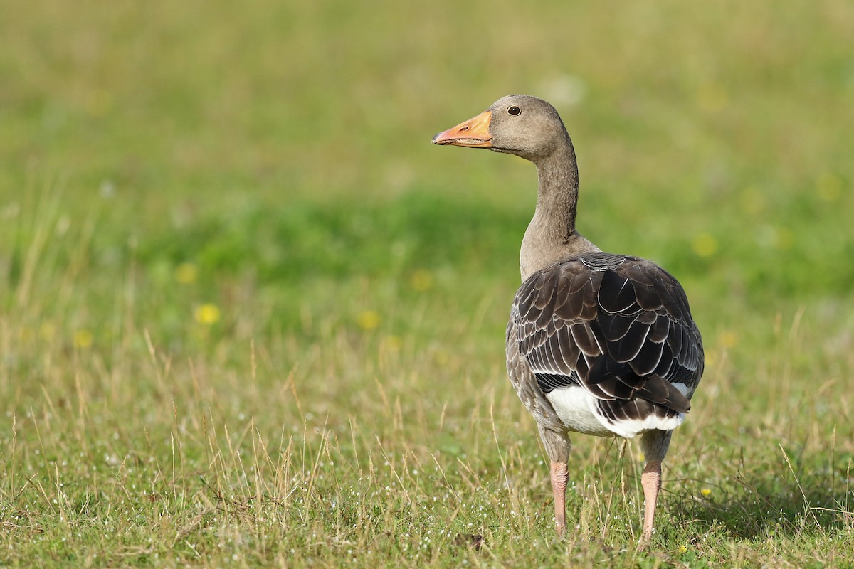 Graylag Goose - Volker Hesse