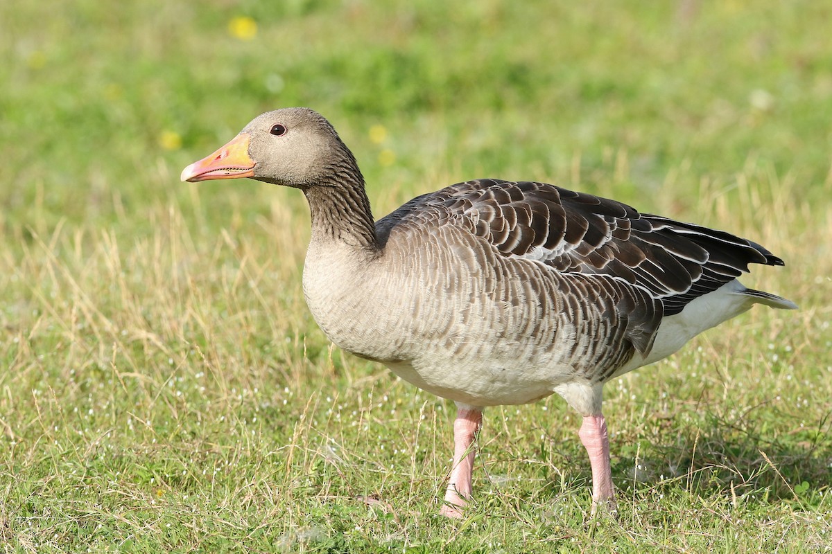 Graylag Goose - Volker Hesse