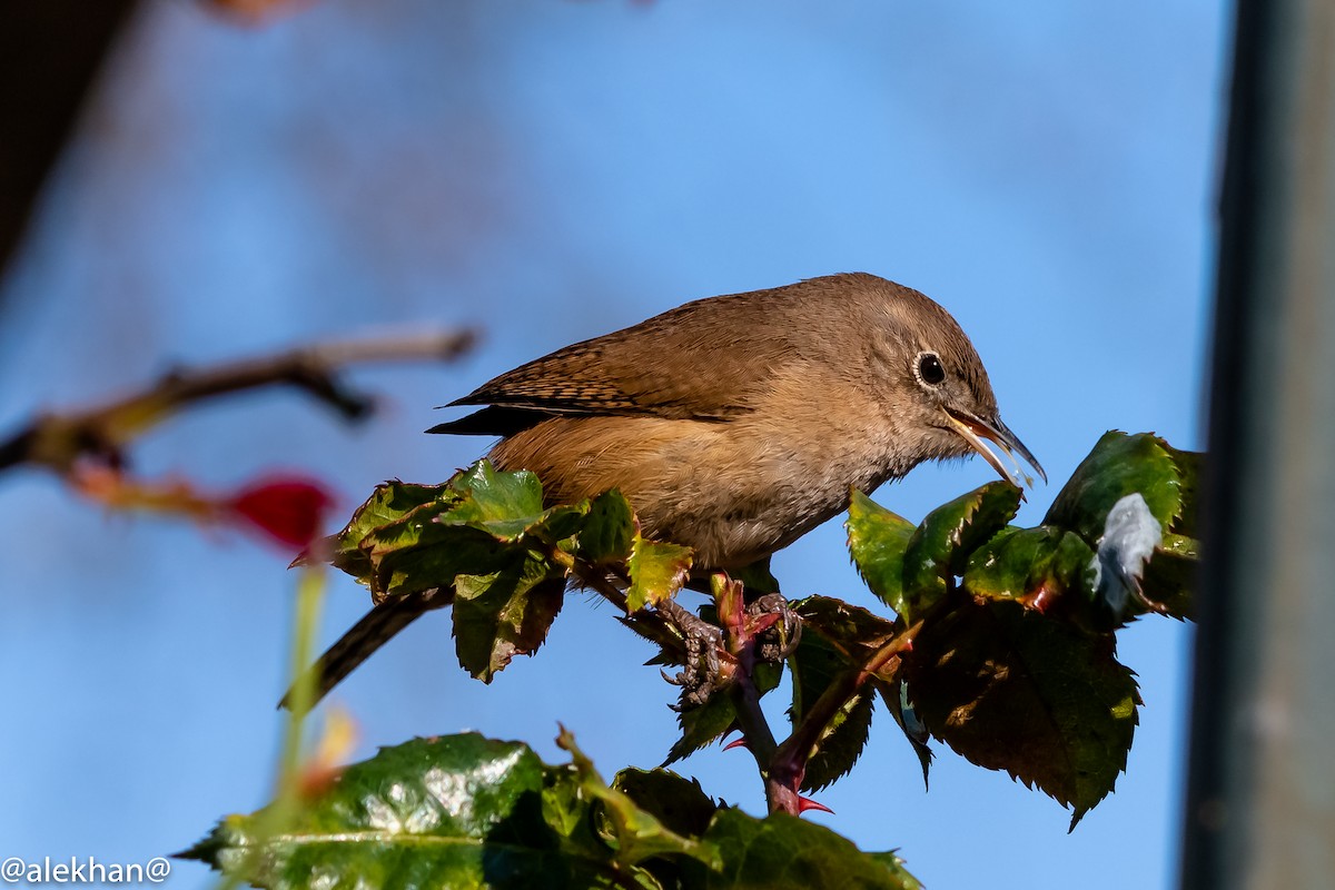 House Wren - ML172003381