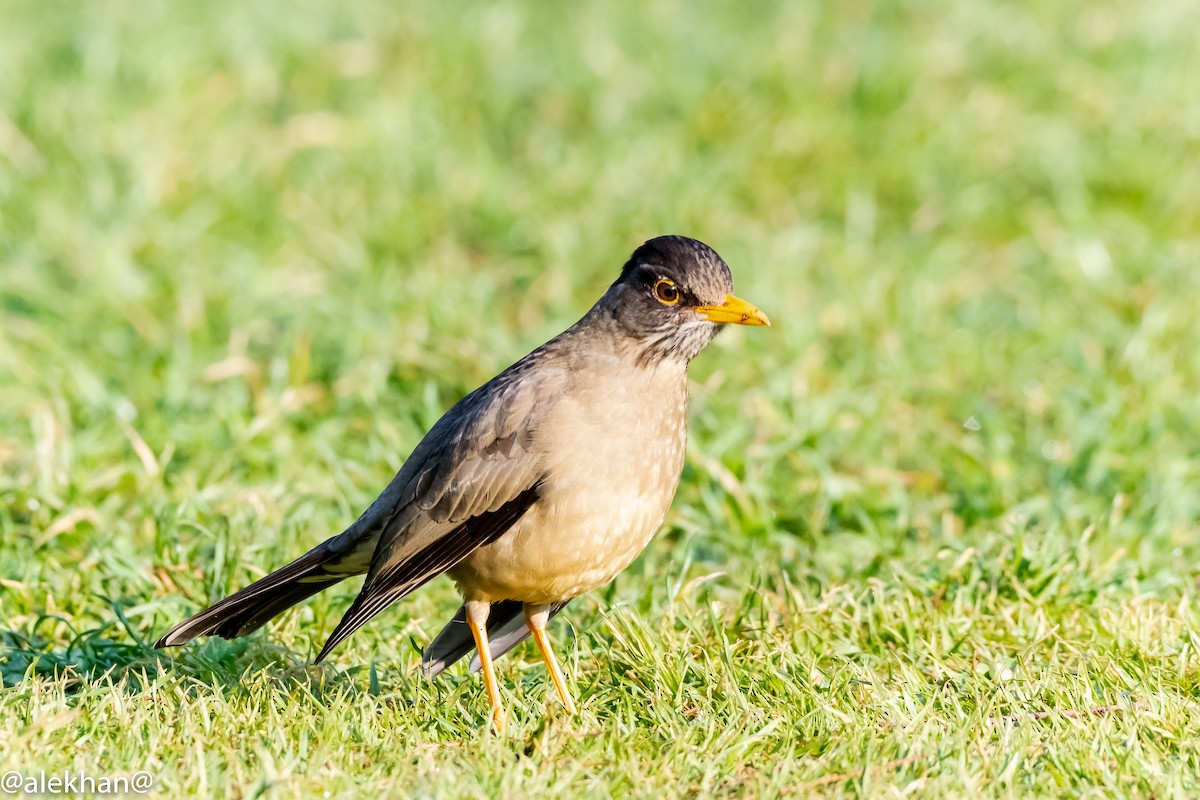 Austral Thrush - ML172003511