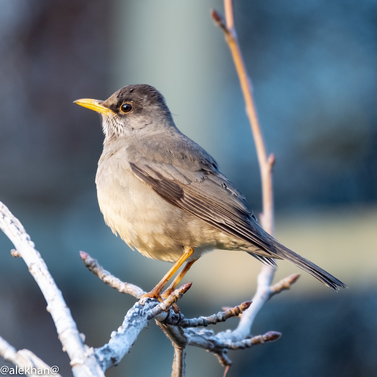 Austral Thrush - ML172003521