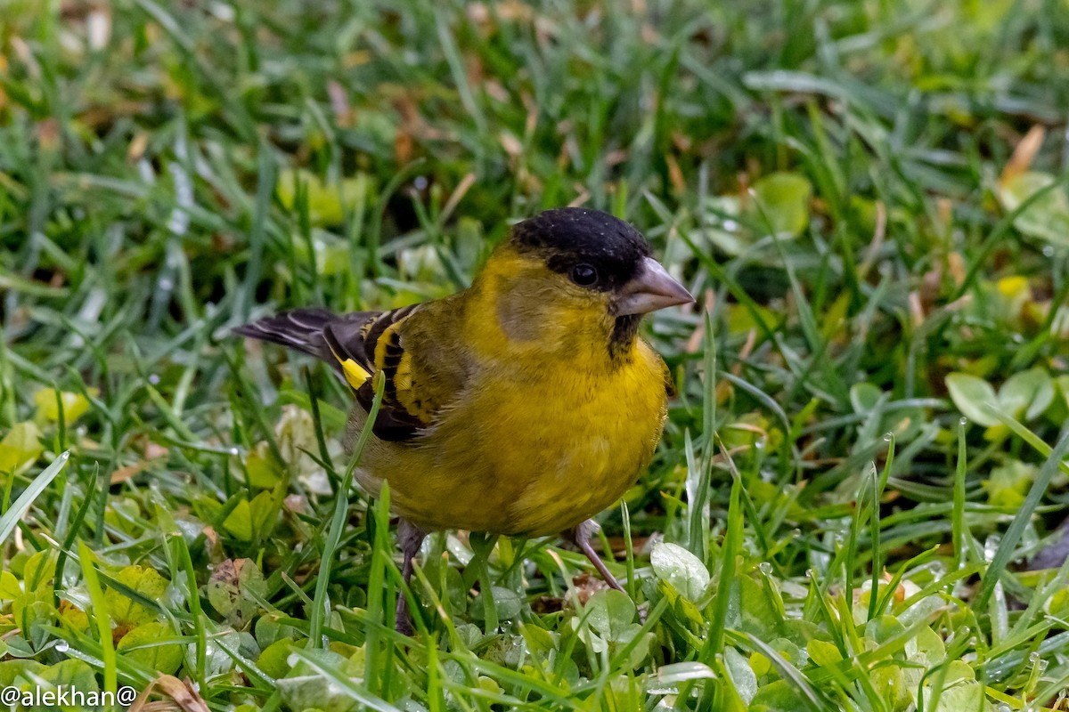 Black-chinned Siskin - ML172003591