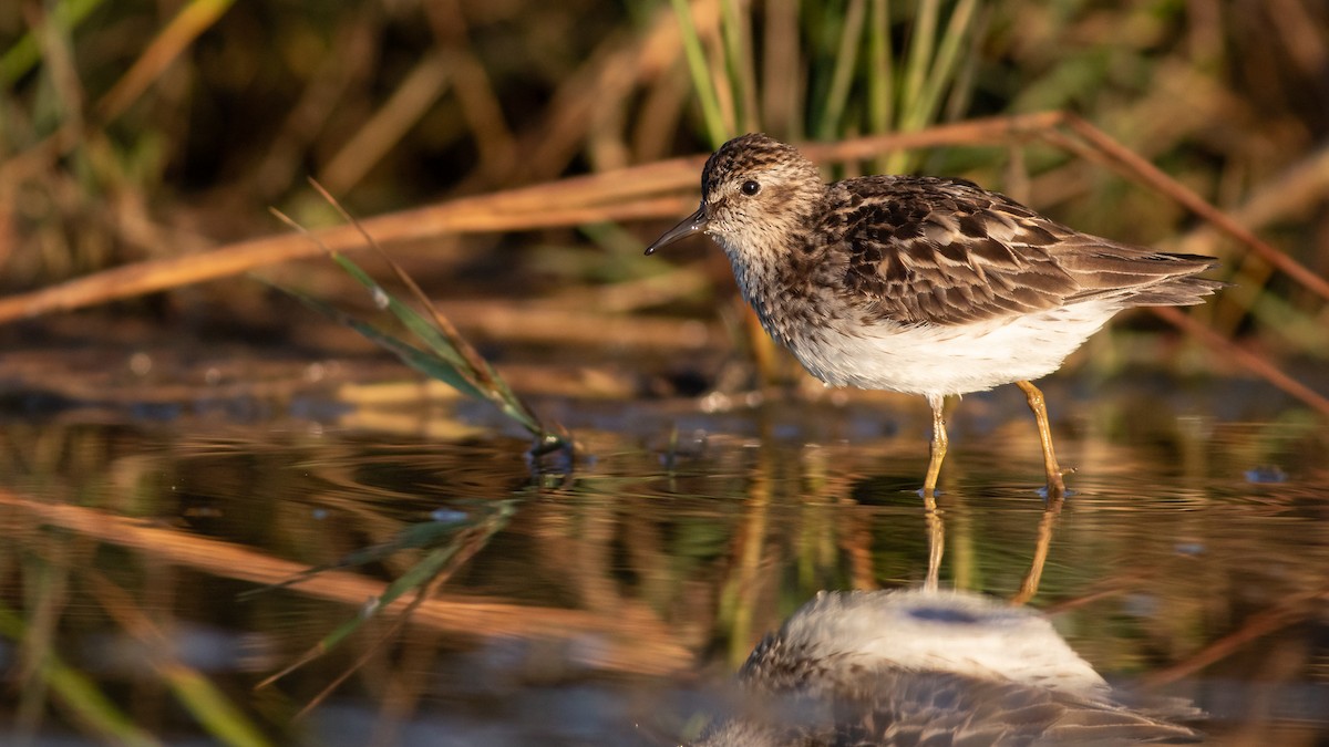 Least Sandpiper - ML172003931