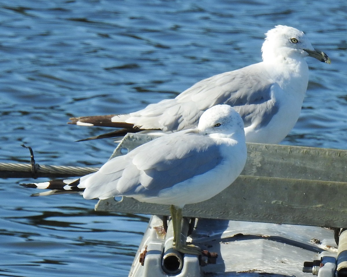 Herring Gull - ML172005801