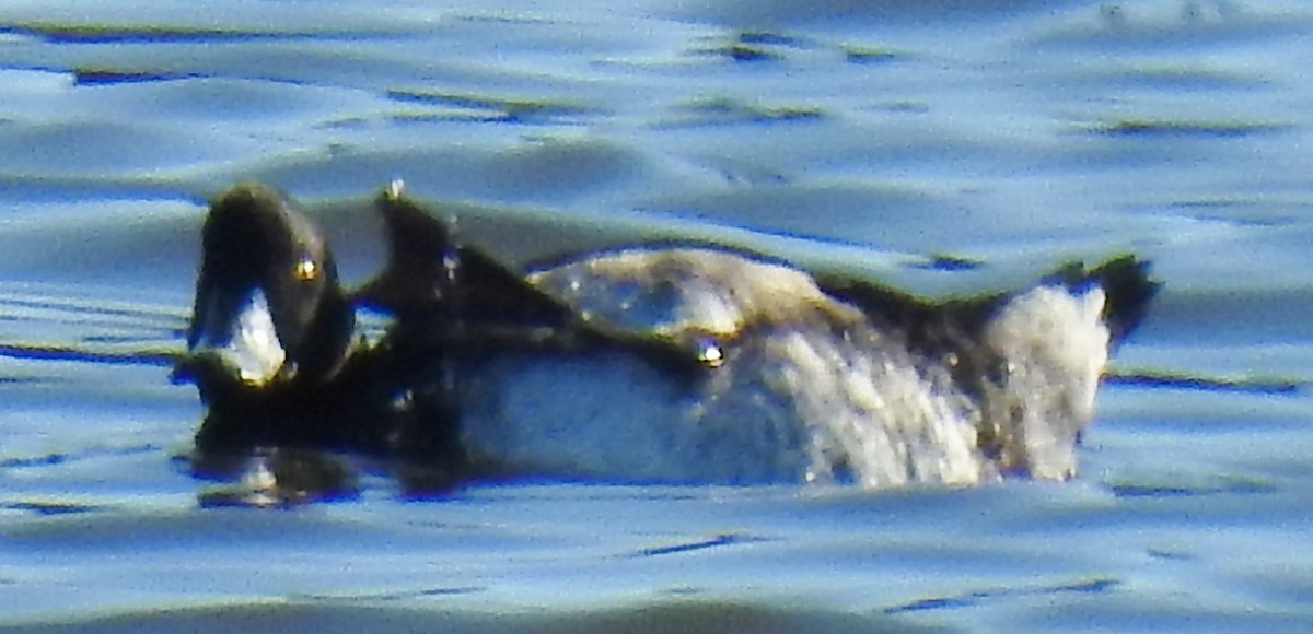 Tufted Duck - ML172005851