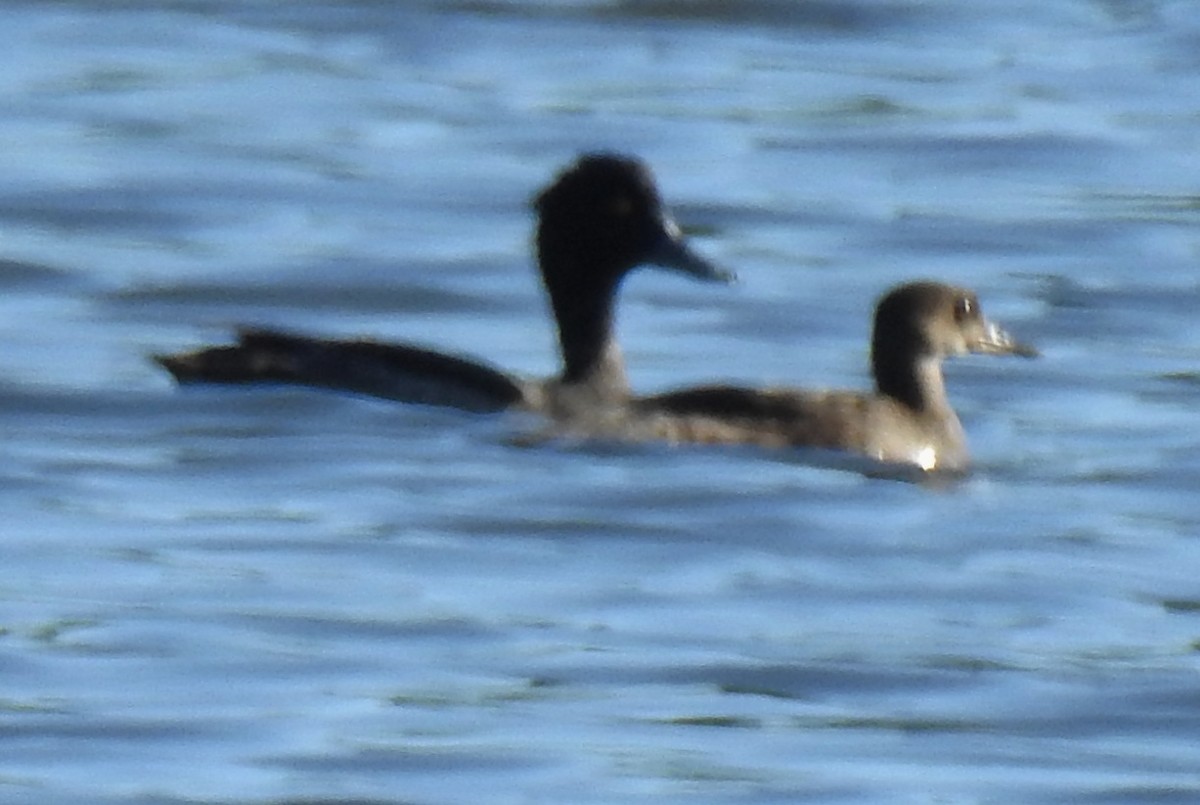 Tufted Duck - alan murray