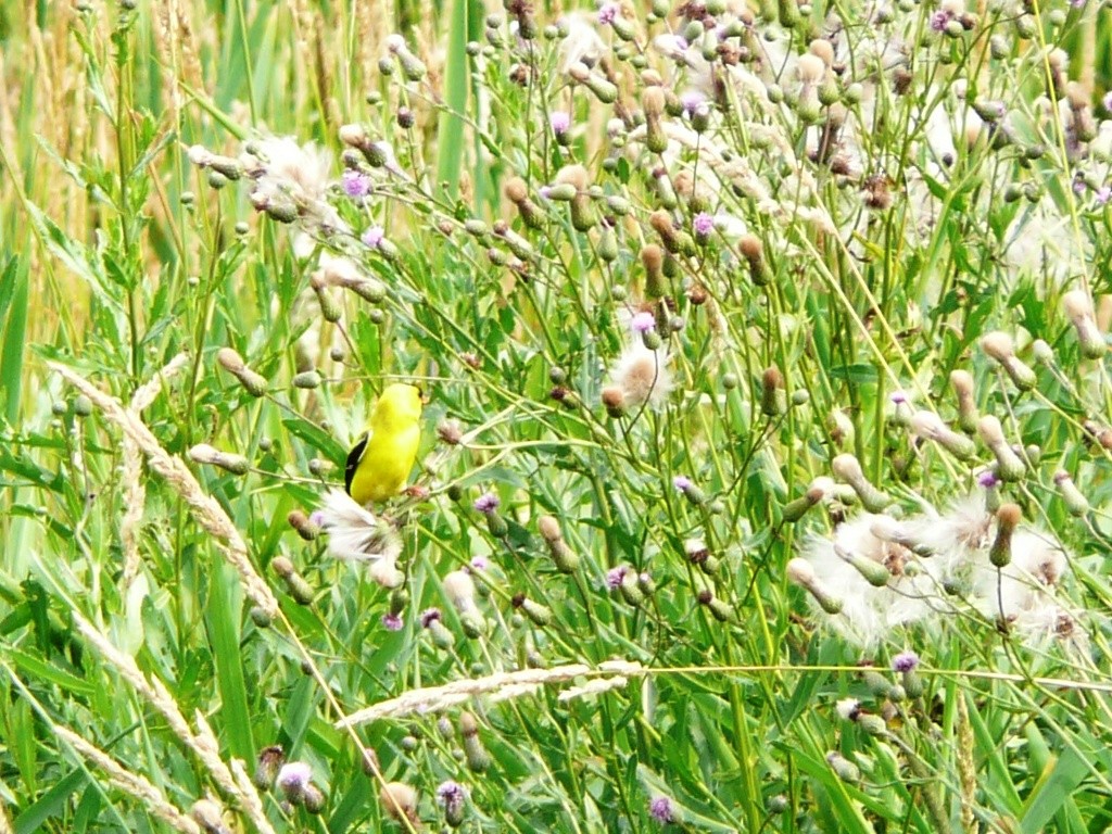 American Goldfinch - ML172010291