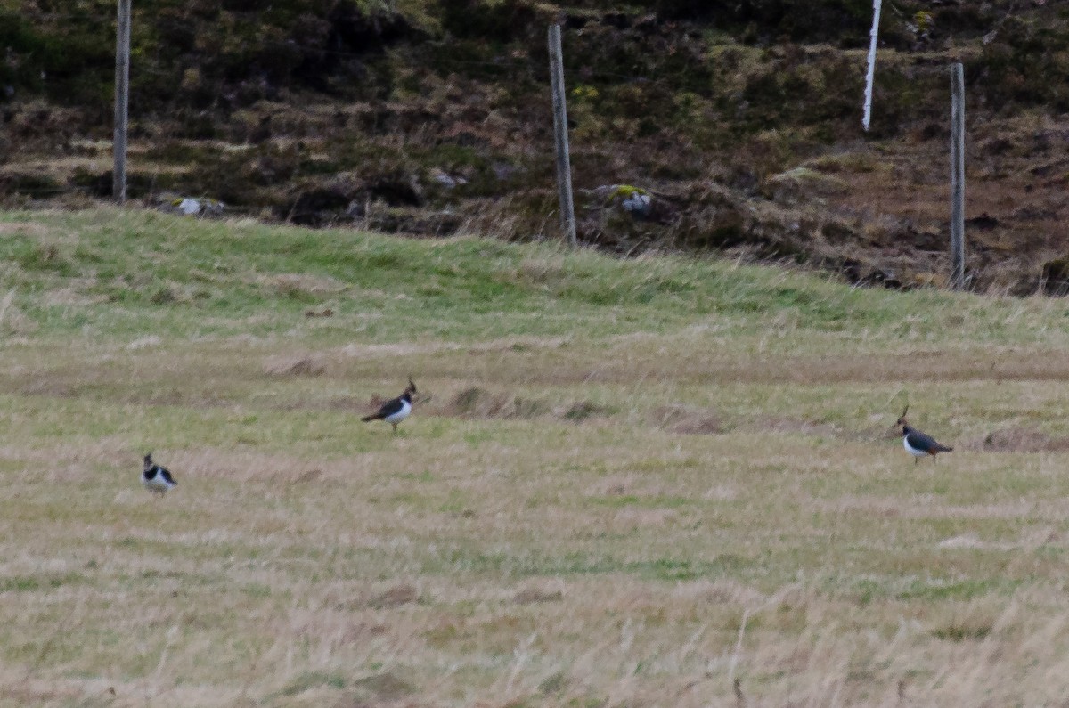 Northern Lapwing - ML172010361