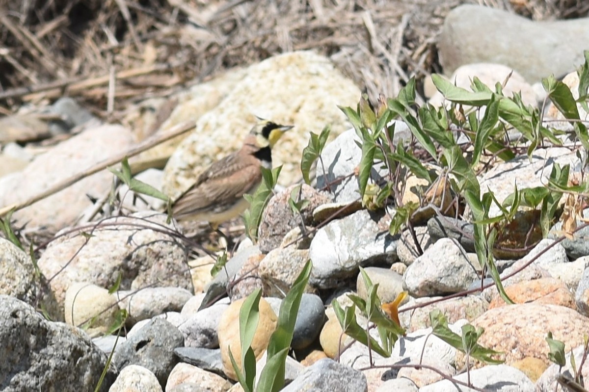 Horned Lark - ML172010611