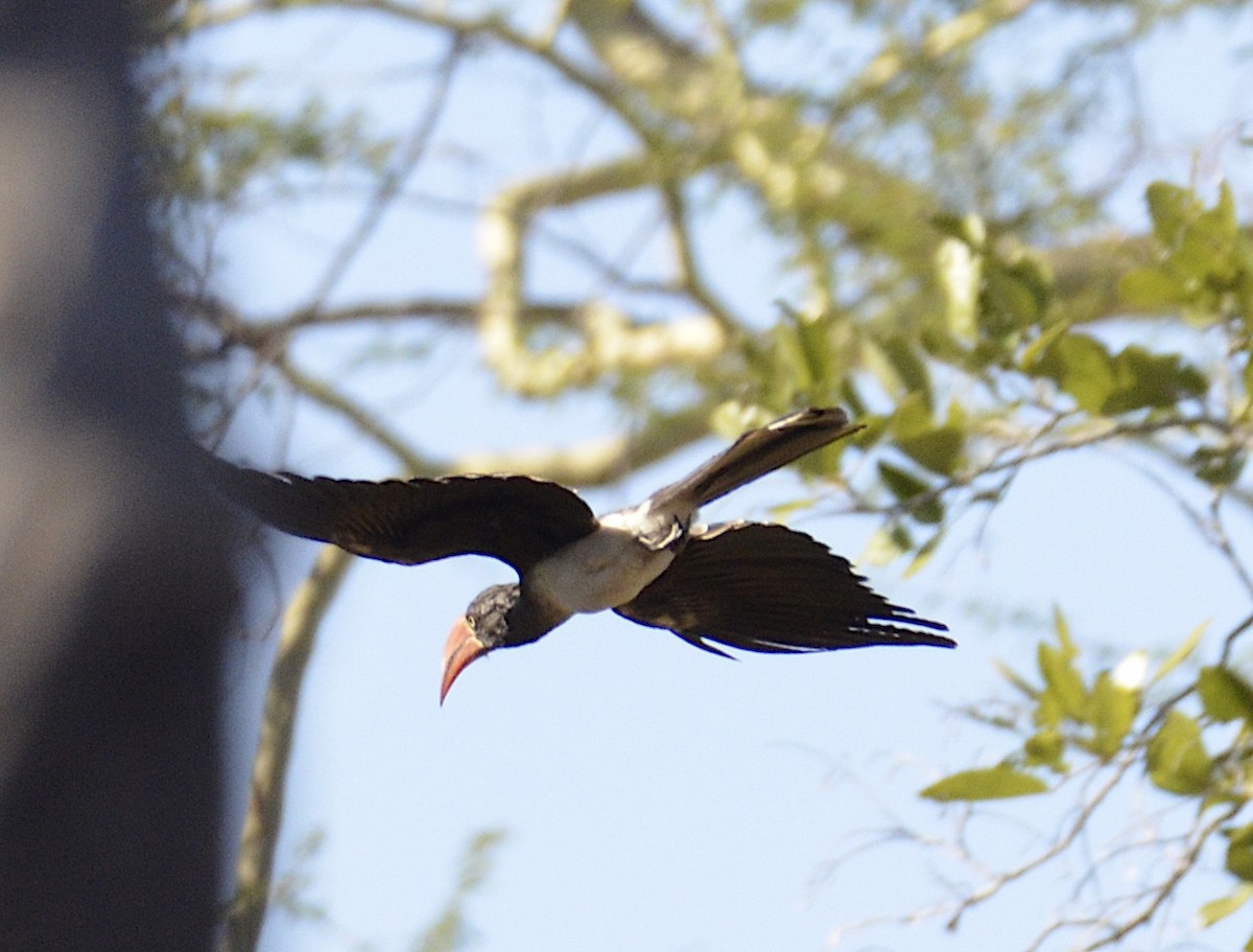 Crowned Hornbill - Andrew Mack