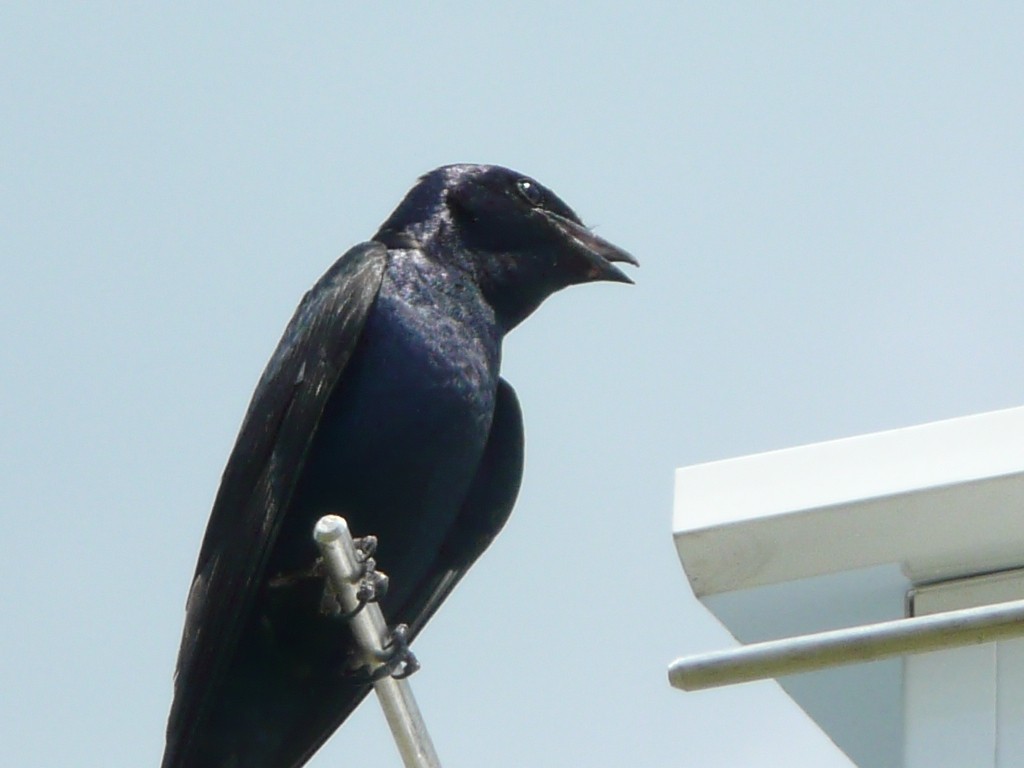 Purple Martin - Michael David