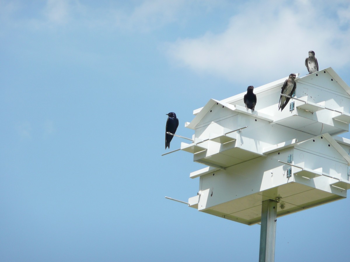 Purple Martin - Michael David