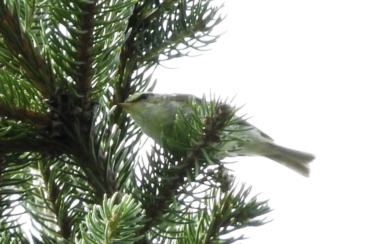 Pallas's Leaf Warbler - ML172011371