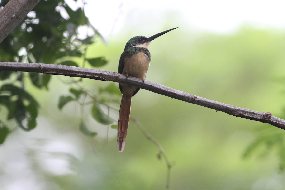 Rufous-tailed Jacamar - ML172013711