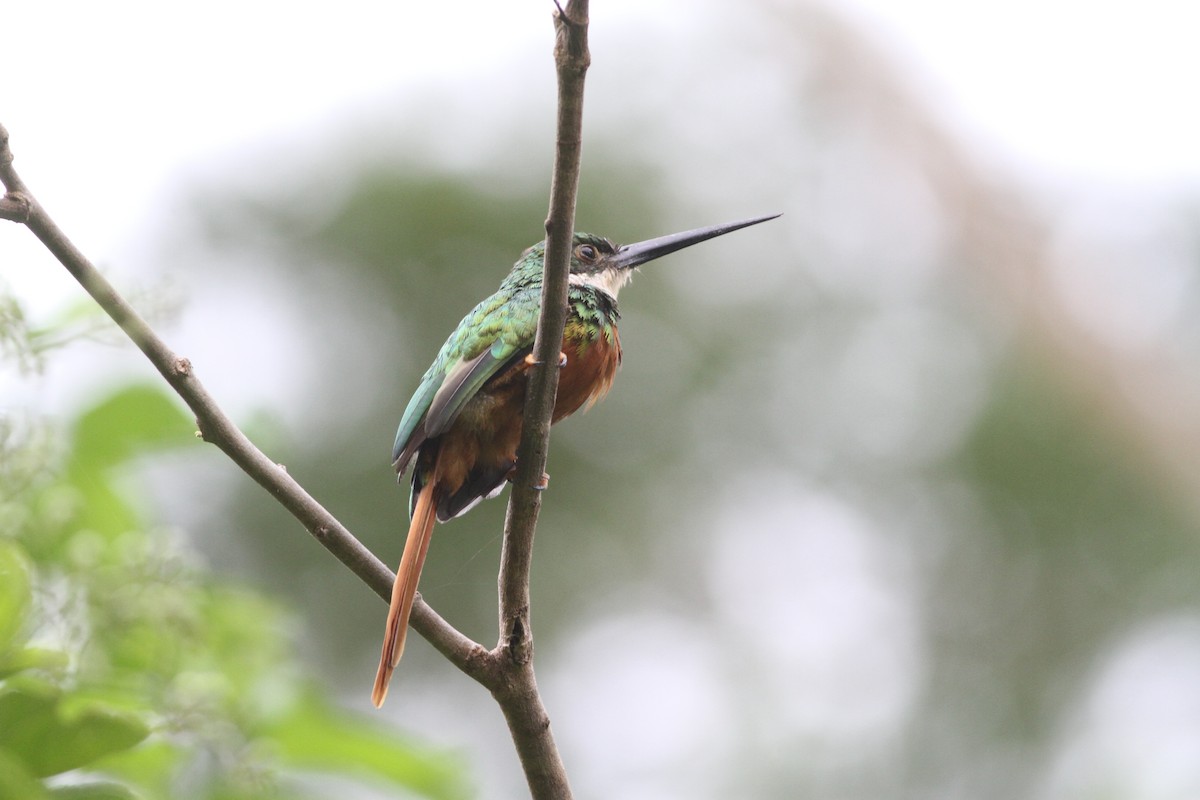 Rufous-tailed Jacamar - ML172013721