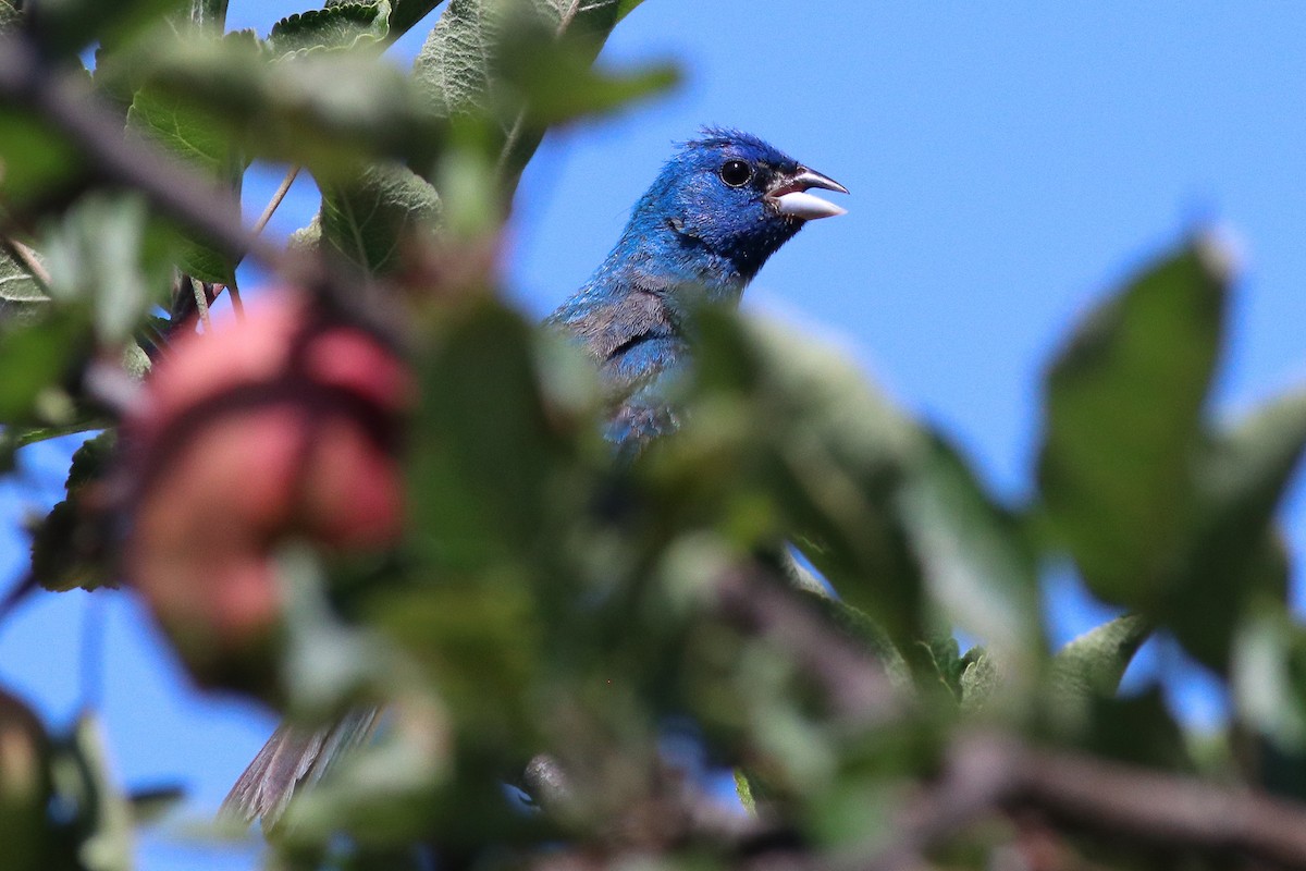 Passerin indigo - ML172014231