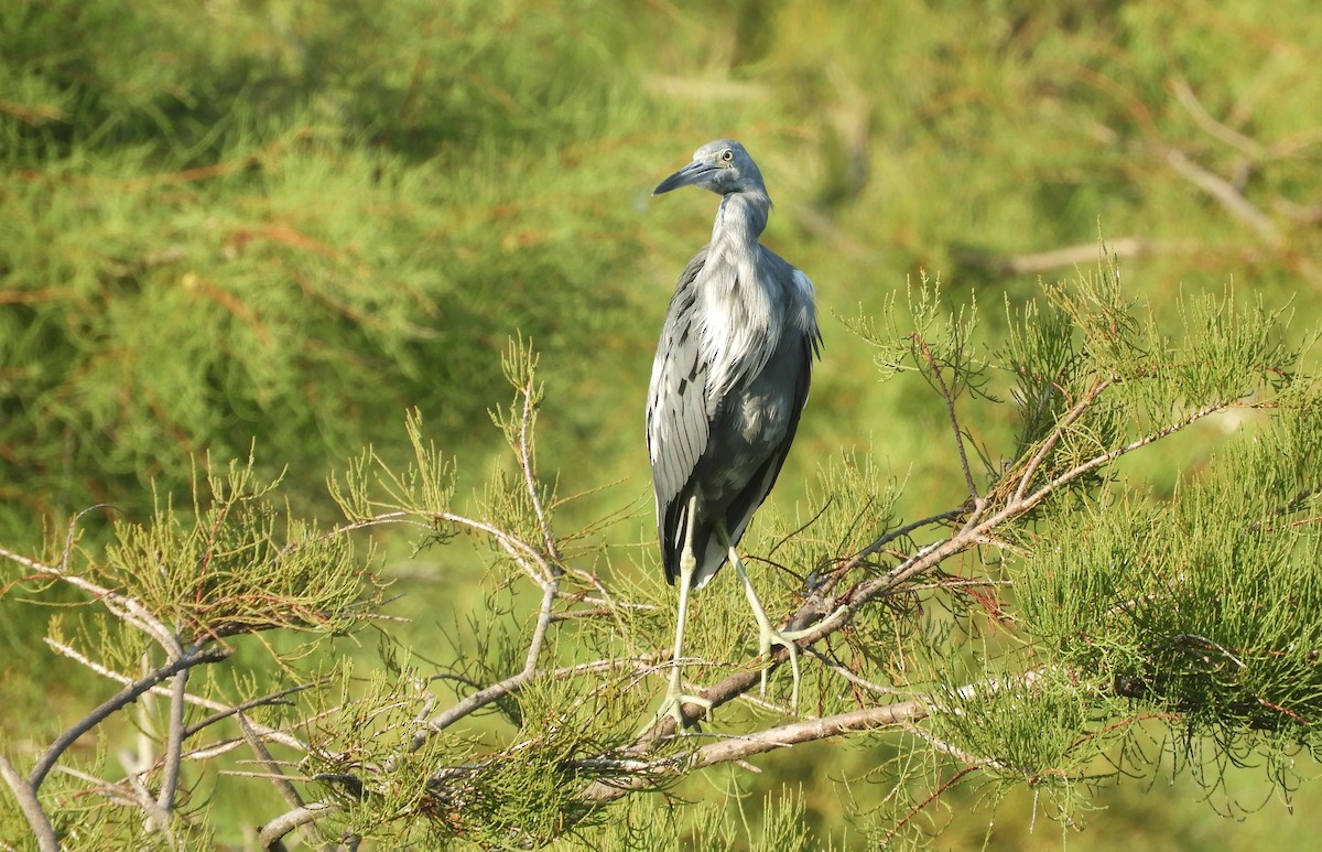 Little Blue Heron - Shane Carroll