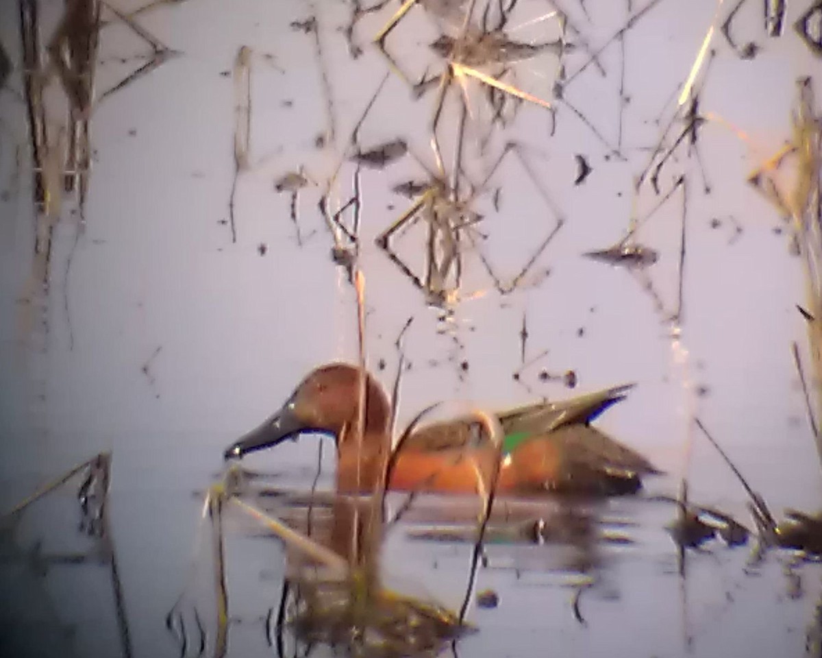 Cinnamon Teal - ML172015121