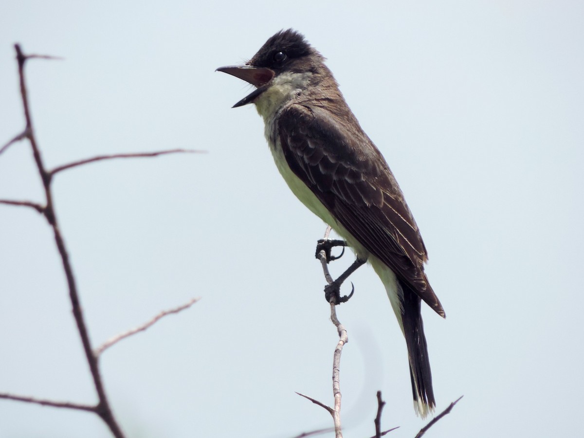Eastern Kingbird - ML172015701