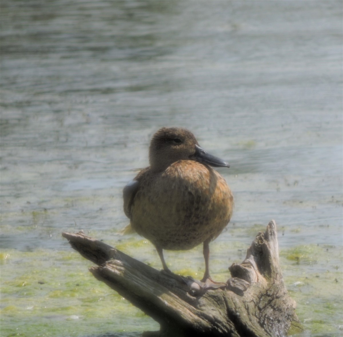 Cinnamon Teal - ML172017441