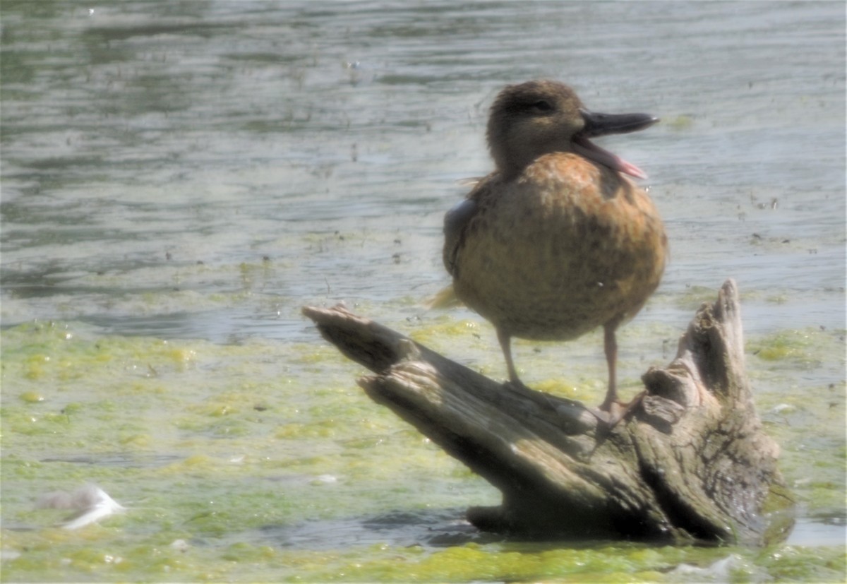 Cinnamon Teal - ML172017491