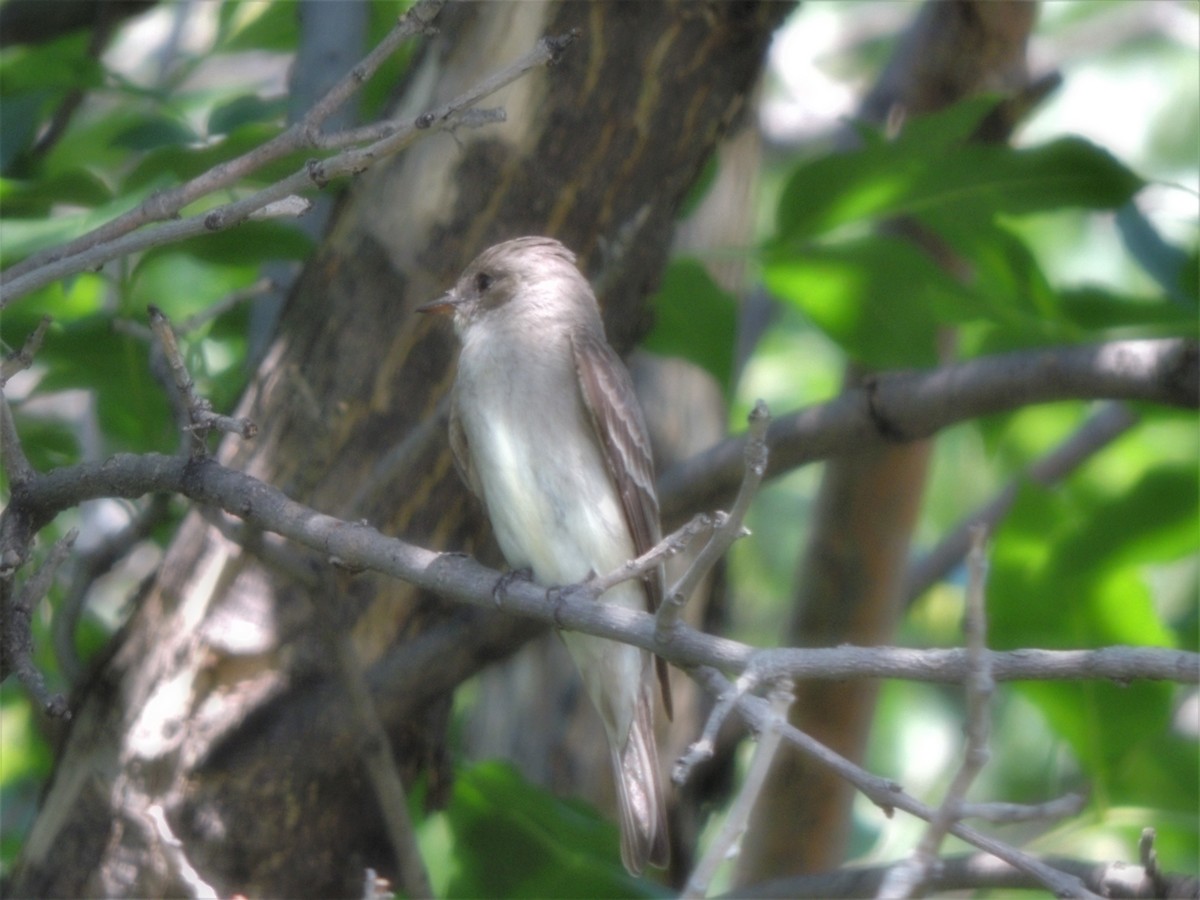 Western Wood-Pewee - Daniel Casey