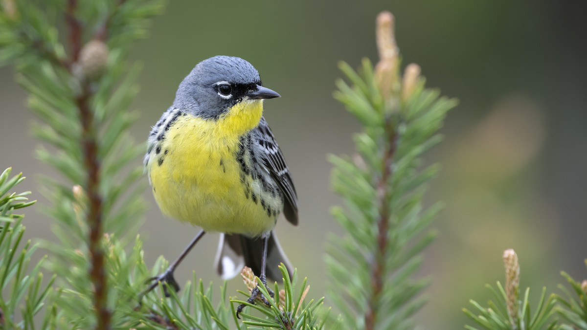 Kirtland's Warbler - Bryan Calk