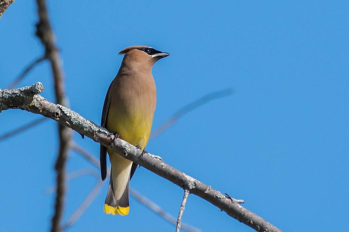 Cedar Waxwing - ML172021811