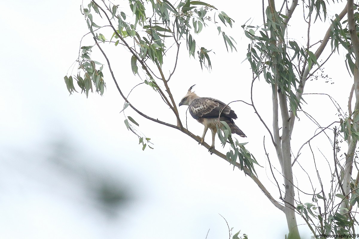 Changeable Hawk-Eagle - Rahul  Singh