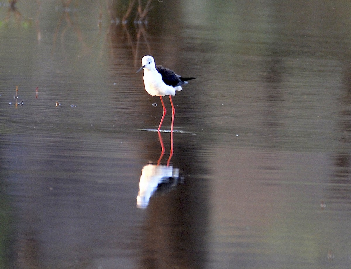 Black-winged Stilt - ML172023321