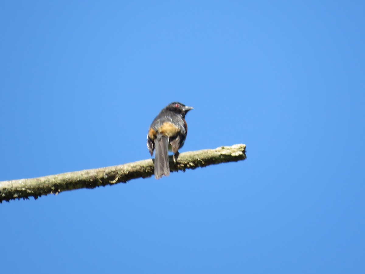Eastern Towhee - Charlotte Friend