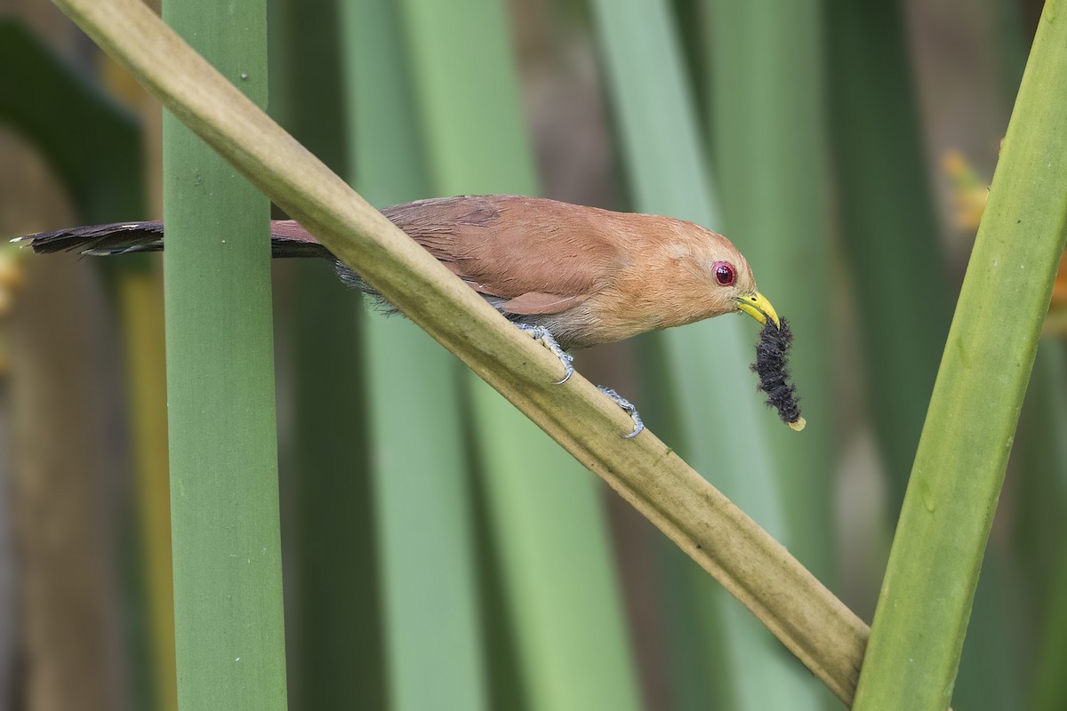 Little Cuckoo - Bradley Hacker 🦜