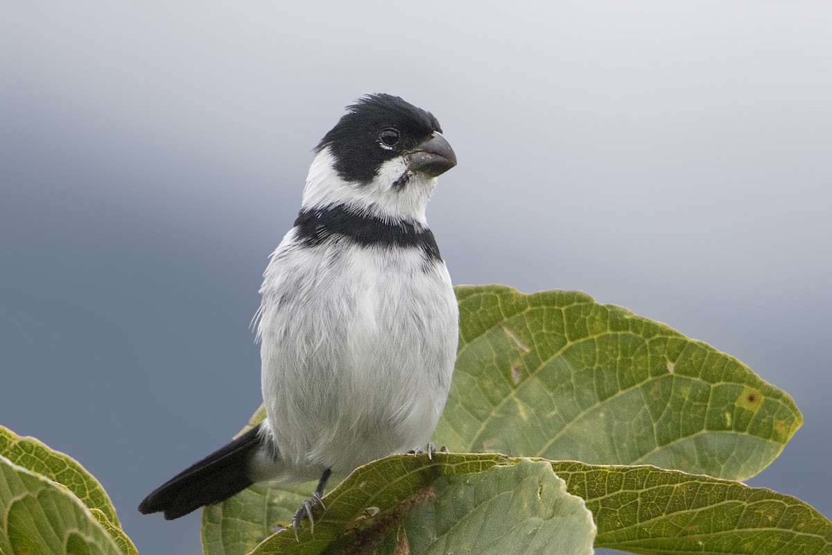 Variable Seedeater - ML172024311
