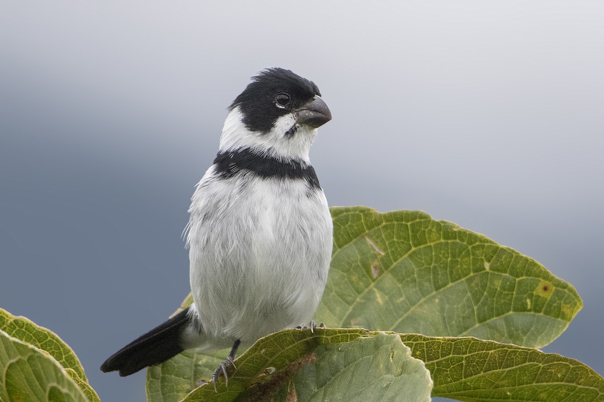 Variable Seedeater - Bradley Hacker 🦜