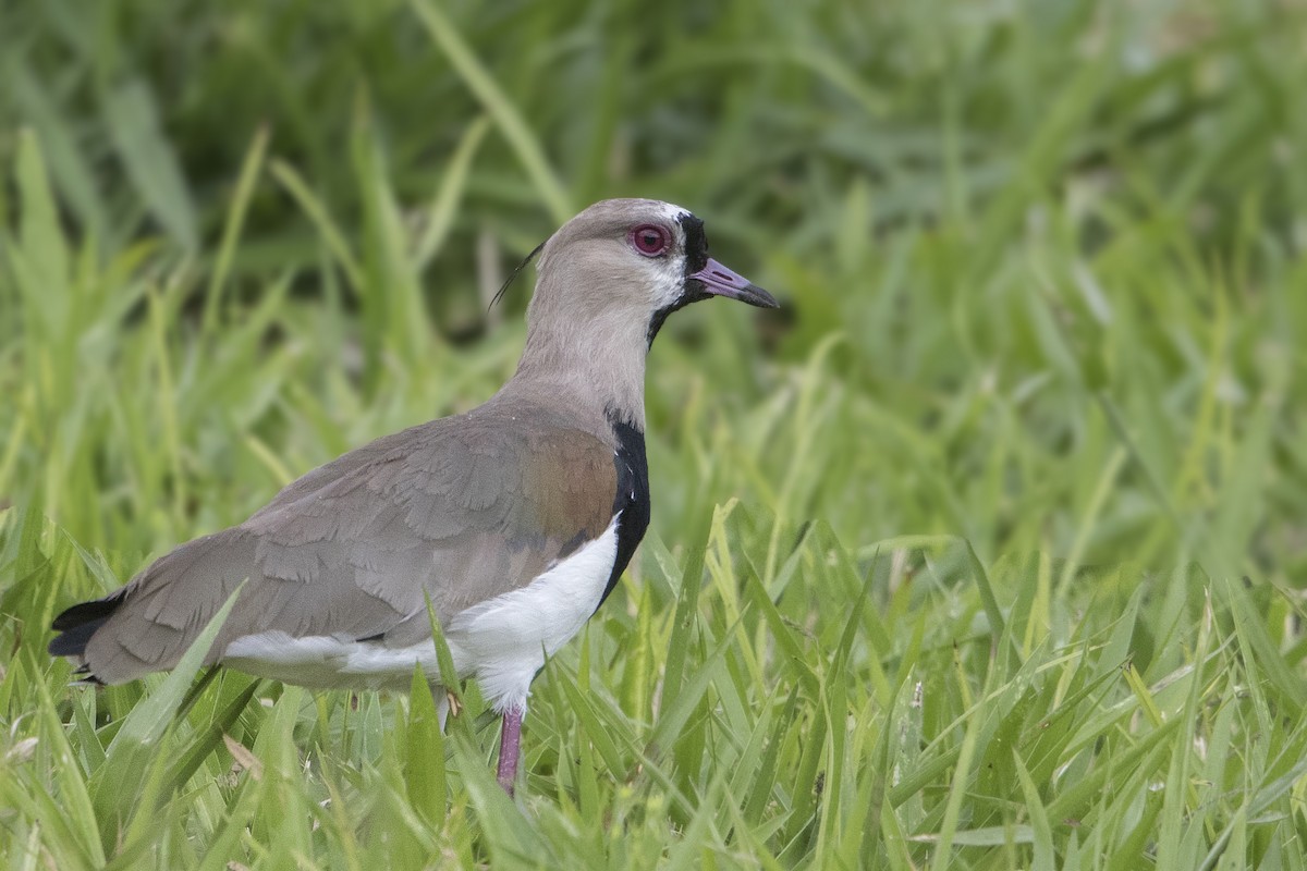 Southern Lapwing - ML172024601