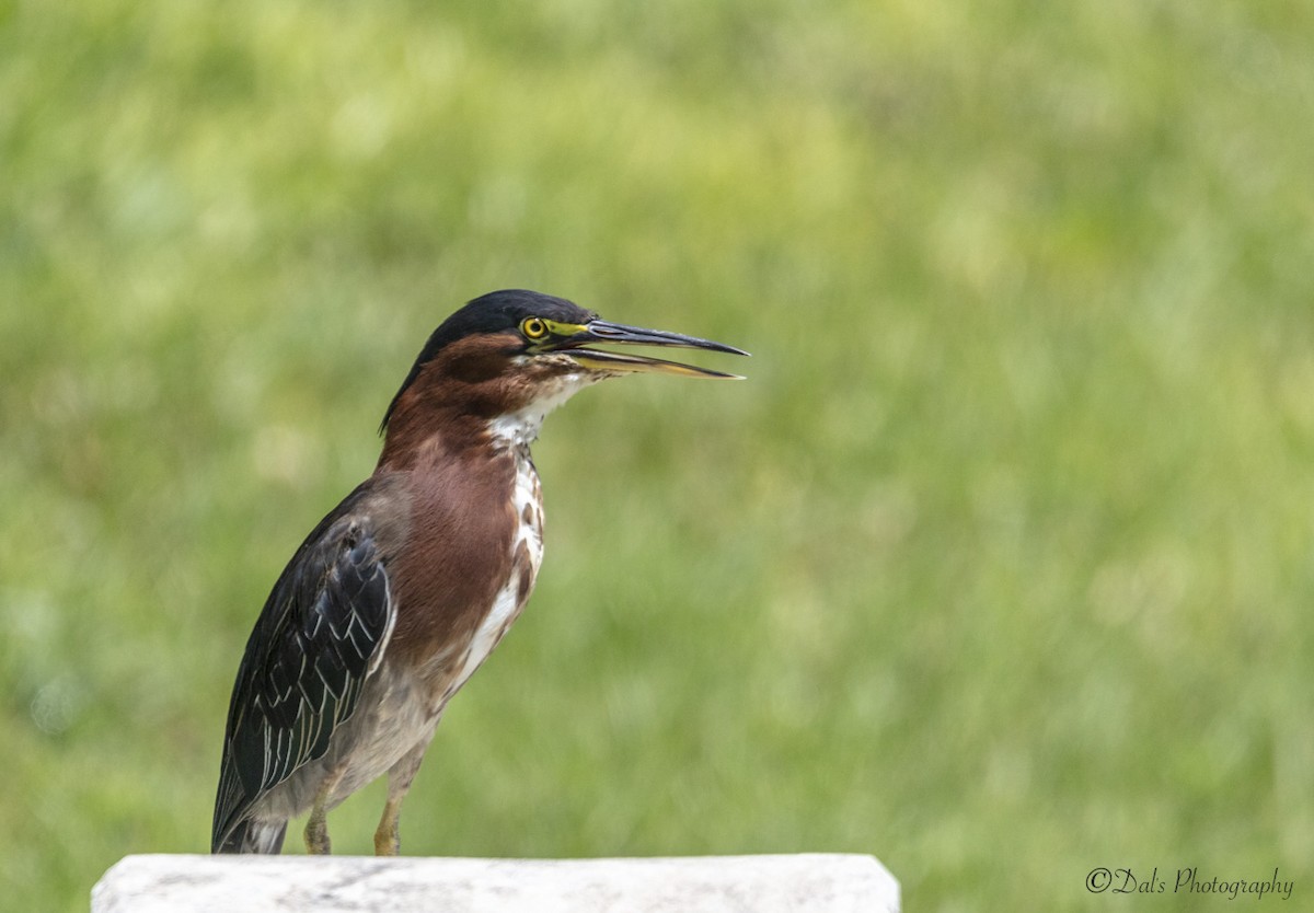 Green Heron - ML172027491