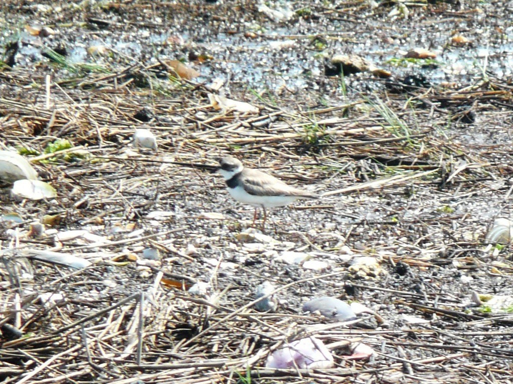 Semipalmated Plover - Michael David