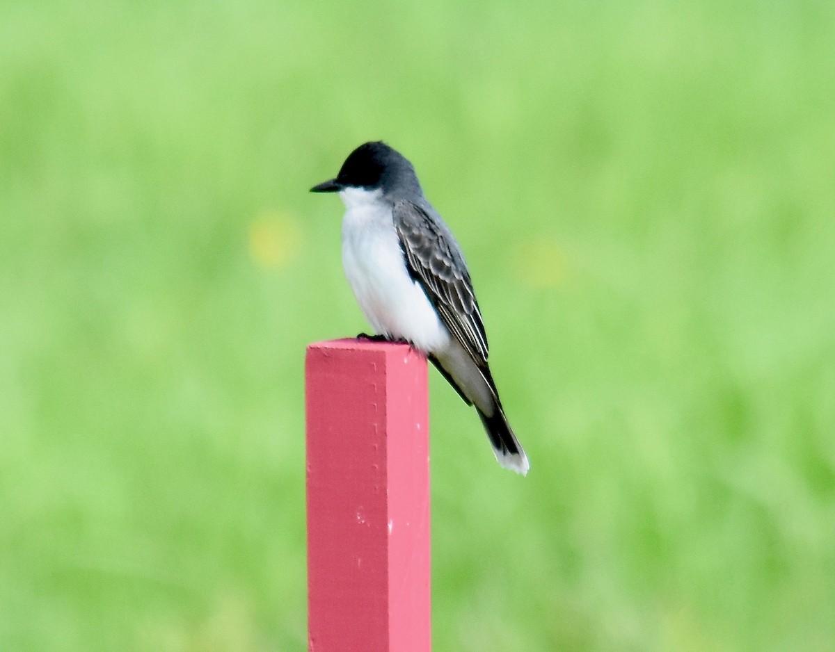 Eastern Kingbird - Scott Isherwood