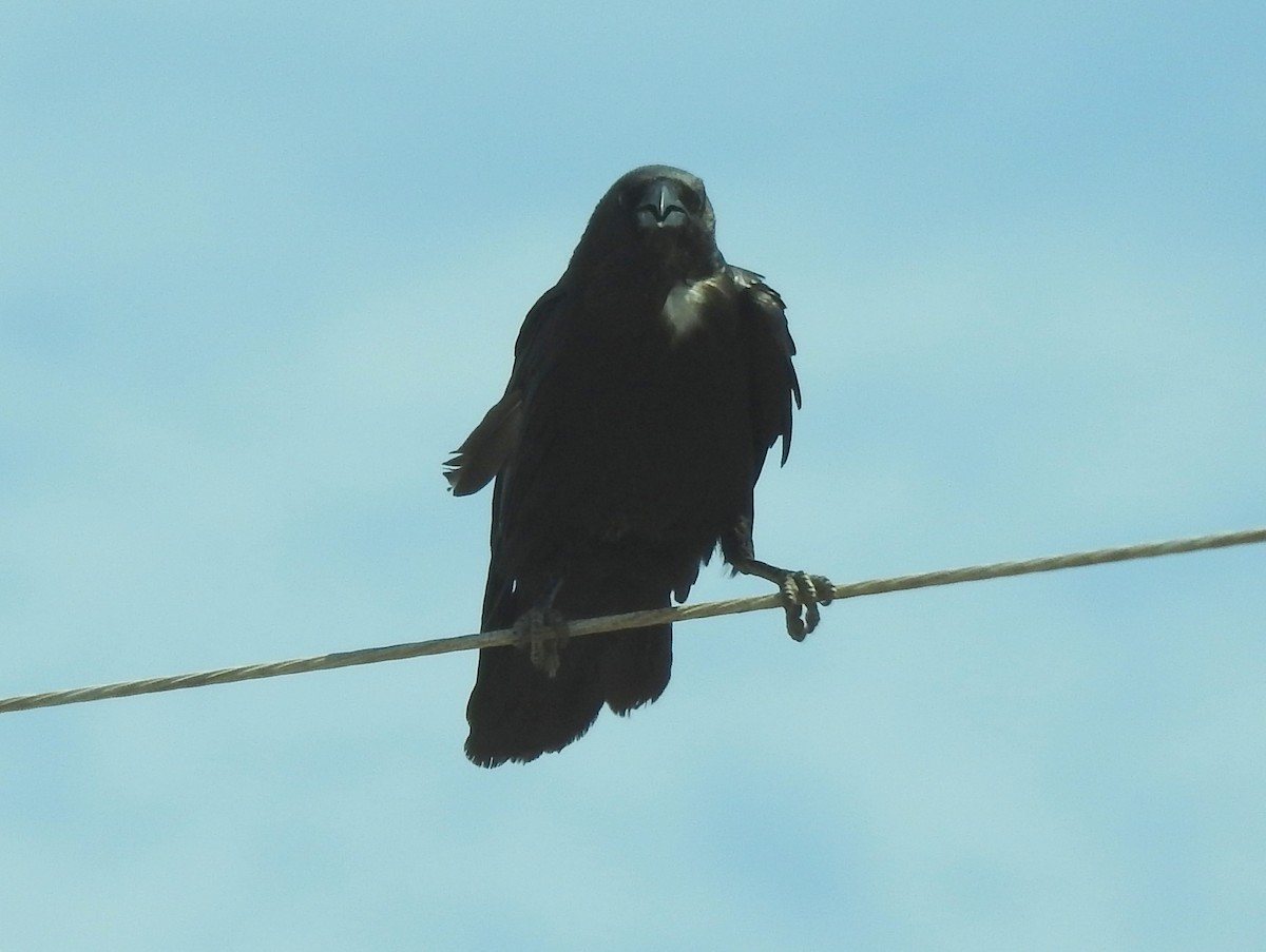 Corbeau à cou blanc - ML172030411