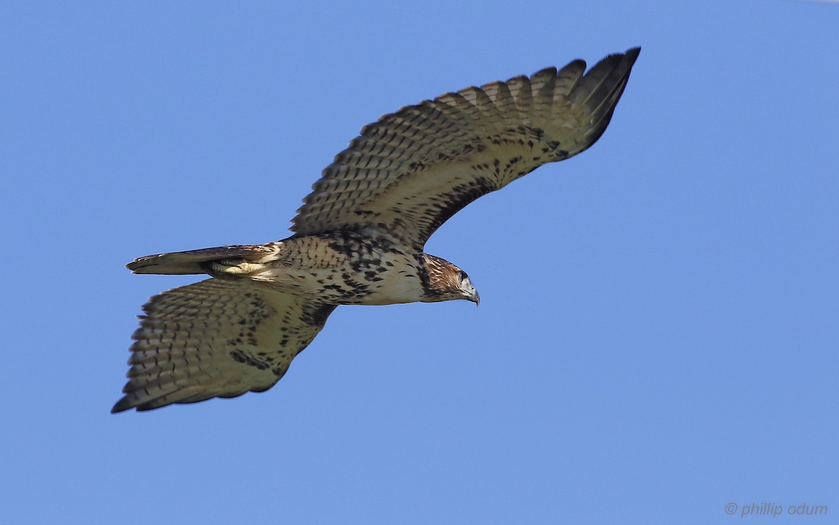 Red-tailed Hawk - ML172030601