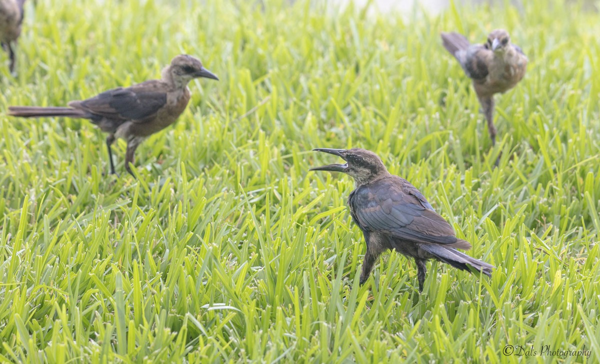 Boat-tailed Grackle - ML172030621
