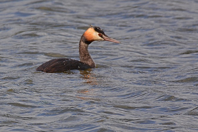 Great Crested Grebe - ML172031131
