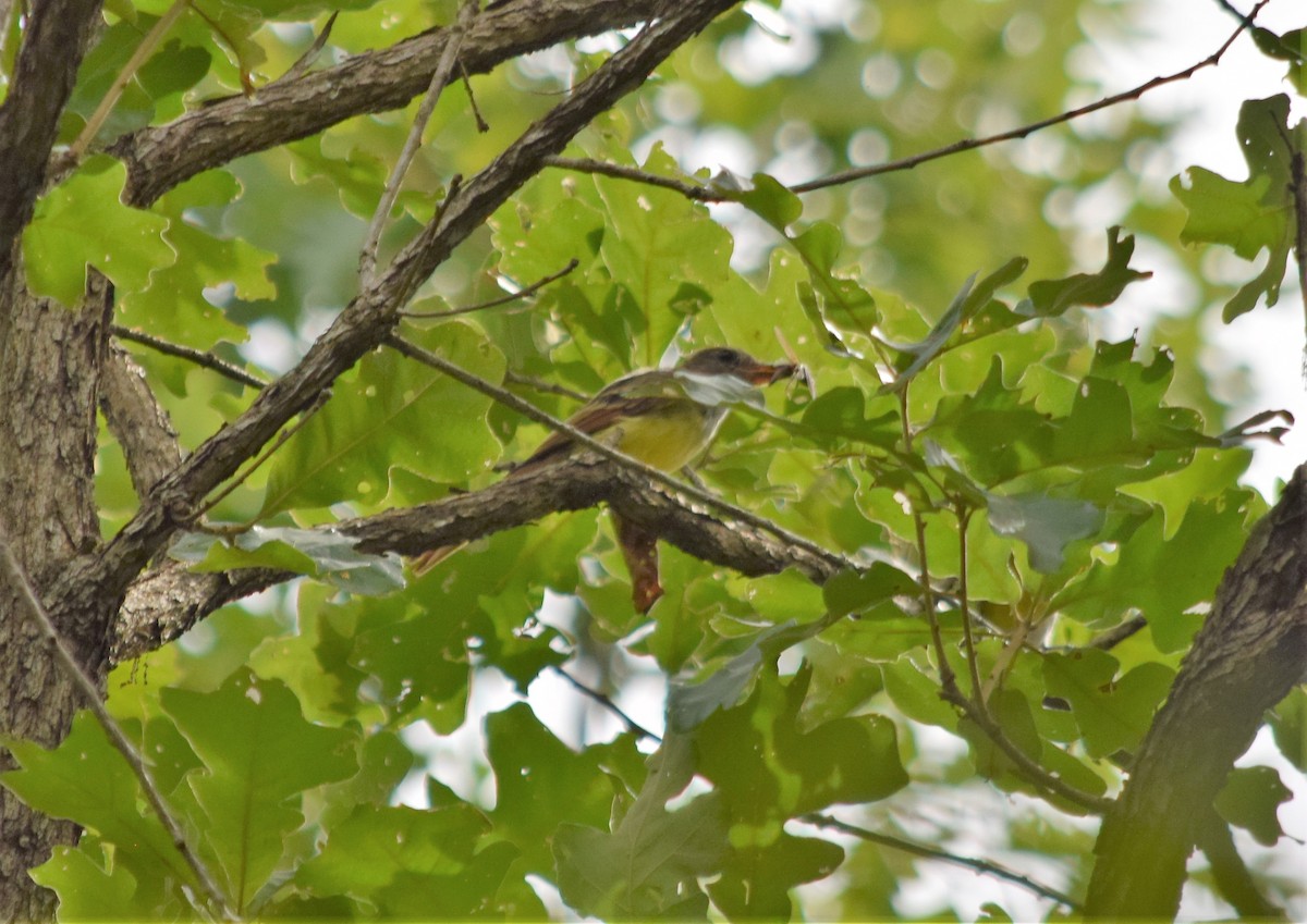 Great Crested Flycatcher - ML172033251