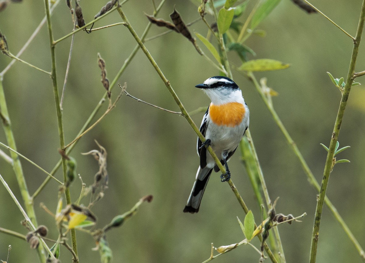 Minivet birman - ML172033831