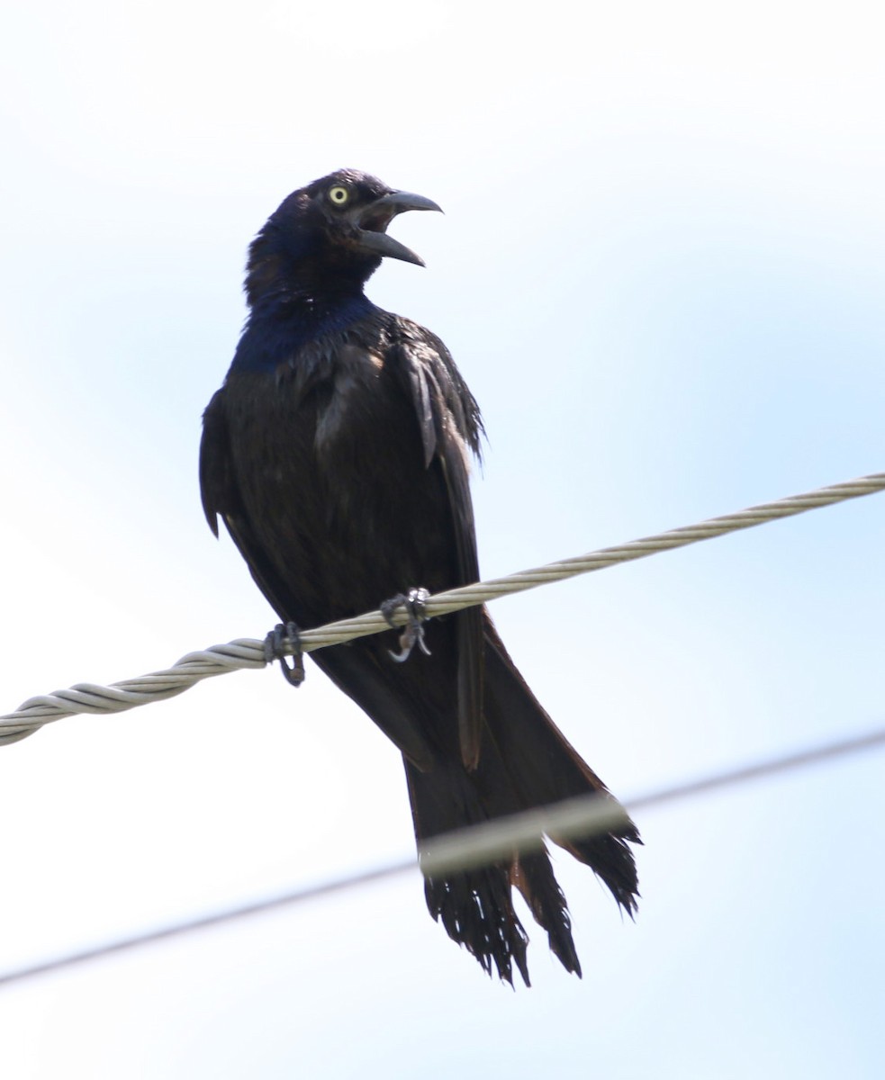 Common Grackle - ML172034881