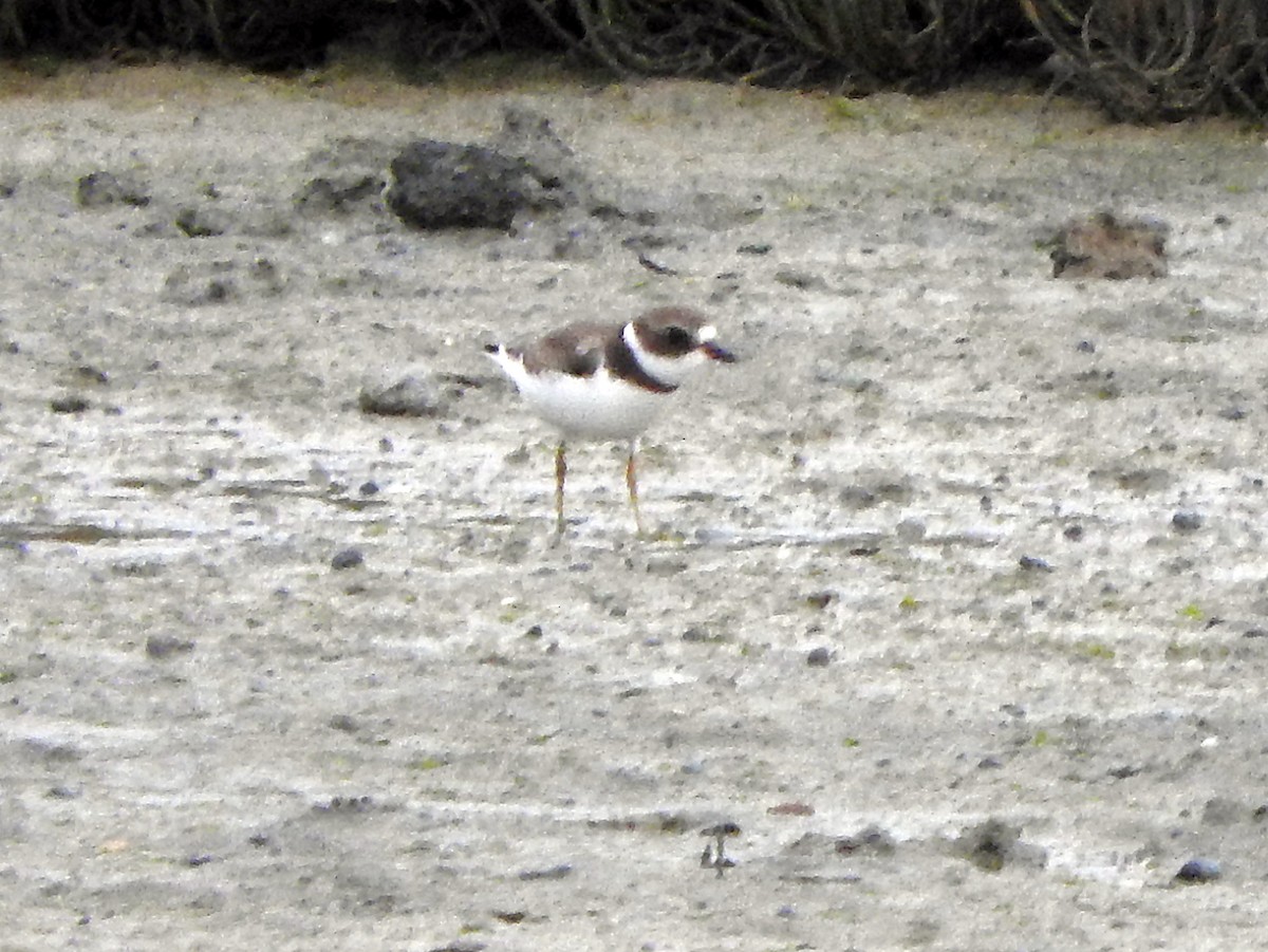 Semipalmated Plover - ML172035191