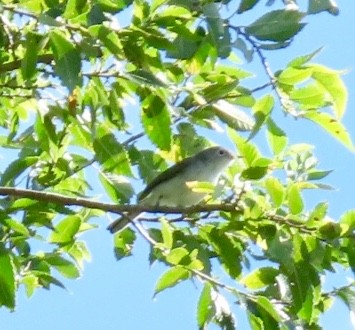 Gökrengi Bitkuşu (caerulea) - ML172036191