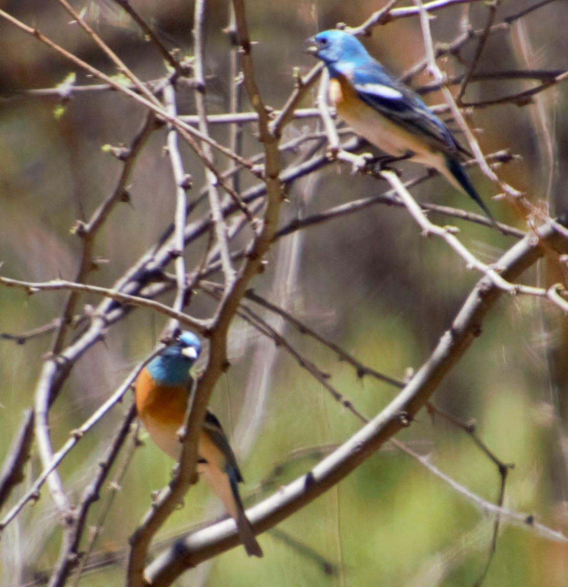 Lazuli Bunting - ML172036511